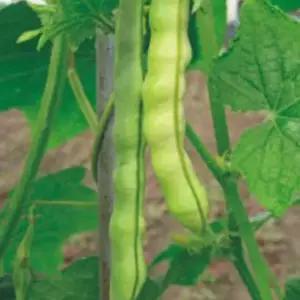 적색 난쟁이 강남콩 채소 씨앗 껍질 종자 콩 30g