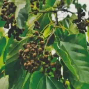 헛개나무 나무 지구자 종자 품종 식물 씨앗 500립