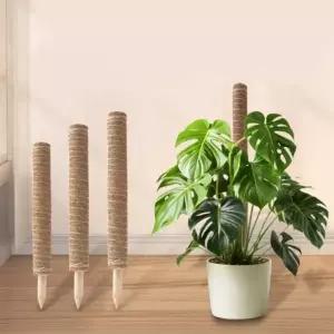 코코넛 수태봉 코코봉 몬스테라 지지대 고정 식물