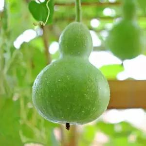 조롱박씨앗 관상용식물 조롱박품종 관상조롱박씨앗