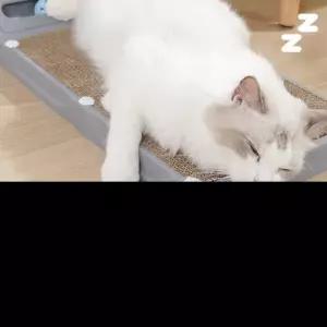 코너 벽면형 스크래쳐 숨숨집 옆이나 소파 옆에 두면 딱 좋은 L자 고양이 장난감 캣타워