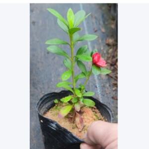 자전거 스템 컴퓨터 마운트 알루미늄 합금 핸들바 GPS 홀더 MTB 코드 테이블 베이스 (가민/와후/브라이튼/