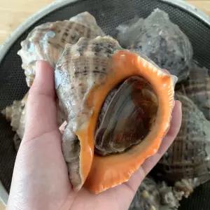 생물 자연산 참 소라 1kg 4-8마리 활 참소라 회 소라 고동 활소라 참고동 바다고동