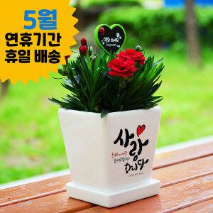 어버이날스승의날  생화카네이션 화분 공기정화식물