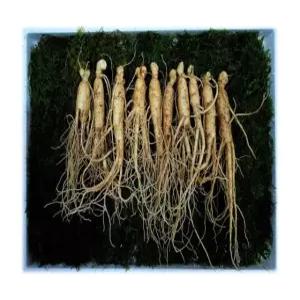 국보산삼 산양삼 산양산삼 못난이삼 5-6년근 10뿌리 20뿌리