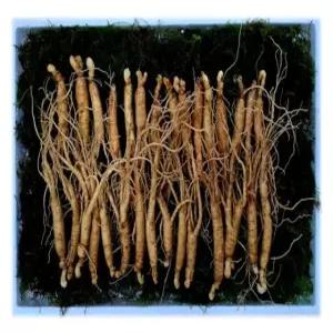 국보산삼 산양삼 산양산삼 못난이삼 5-6년근 30뿌리