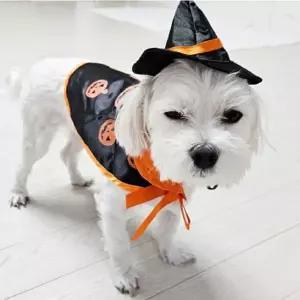 강아지 고양이 할로윈 코스튬 의상 망토세트