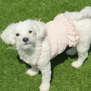 강아지 줄무늬 크롭 슬리브 2XL 1P 애견 여름 나시티 애견여름옷