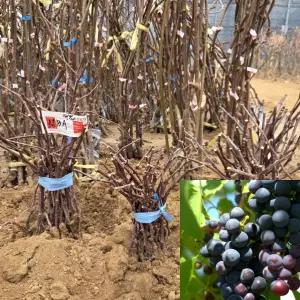 포도나무 묘목 (MBA) 삽목1년생 머루포도 모종 과수