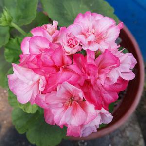 조날조날틱 로즈버드 제라늄V 모종 유럽제라늄 나탈리 살몬프린세스 피코티핑크 야생화