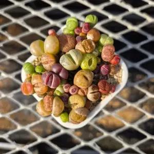 한선원 리톱스 올드믹스 곱배기 모듬 품종 국내산 1포트 랜덤발송 아프리카 소형 다육