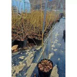 향수묘목농원 블루베리 추위에 강한 대과종 듀크 2년생