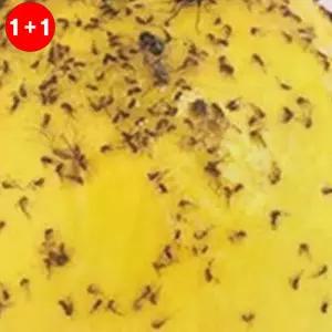 끈끈이 파리 모기 해충퇴치 벌레잡기 트랩 업소용 초파리 (1+1옵션 주문수량의2배수량배송)