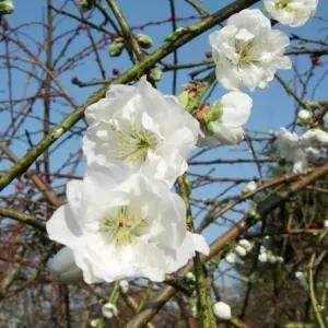 수양꽃복숭아나무 묘목(백색꽃) 접목1년 뿌리3개/수양백도화