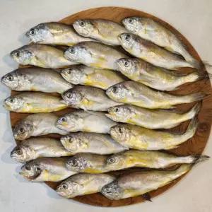 국내산 참조기 조기 구이 조림 1.5kg 50미