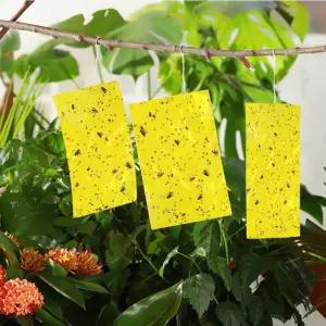 일상의 포인트 초파리트랩 주방 인테리어 소품 위생적인 해충 제거 관리 필수적인 제품