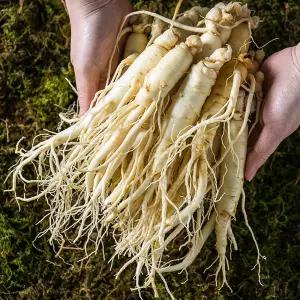금산 인삼 세척 원수삼 소 750g 선물용 한채 씻은 바로 먹는 삼 잔뿌리 인삼차 진공포장