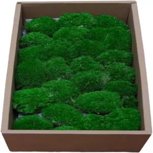 DIY 공예용 시가레몬 보존 이끼 - 테라리움 요정 정원 홈 데코 월 아트 꽃꽂이용 5 평방피트 건조