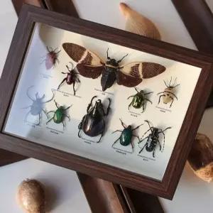 곤충 표본 전시 박물관 프레임 나비 키트 과학실 관찰