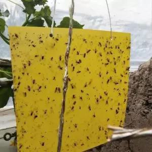 집안날파리 유인끈끈이 트랩 초파리 제거 20x25cm