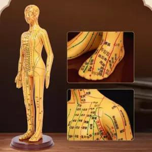 혈자리 모형 인형 경락 전신 교구 골격근 실습 근골격