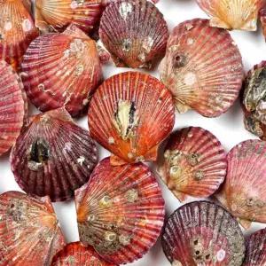 유쎌몰 통영 홍가리비 1KG KG당 15-20미 캠핑조개 생가리비