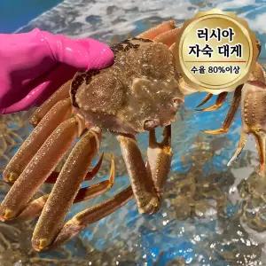 당일자숙 살 꽉찬 러시아대게 A급 대게 1kg 1미 (수율80%이상)