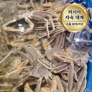 당일자숙 살 꽉찬 러시아대게 A급 대게 3kg (수율80%이상)