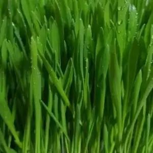 보리 씨앗 채소 재배 600g 새싹 키우기 식물 원예 종자