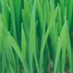 300g 씨앗 채소 키우기 밀 새싹 야채 전용 종자