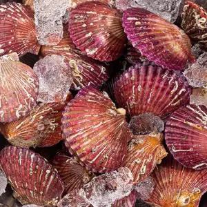 홍가리비 5kg 100-125미 대)