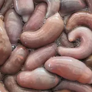 [지투지샵]국내산 명지 개불 10미 소