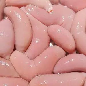 [지투지샵]국내산 참 개불 10미 대