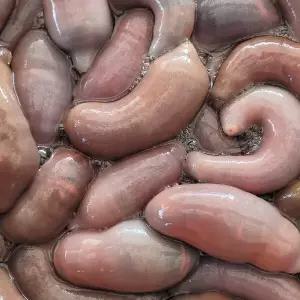 국내산 명지 개불 10미 소