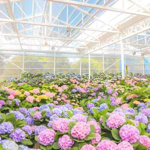 제주 휴애리 동백꽃 축제 / 제주 핑크뮬리 국화 튤립 수국 동백 자연생활공원