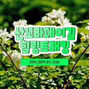[강원] 리무진버스 - 영월 산꼬라데이길 힐링 트래킹(중식포함) 당일