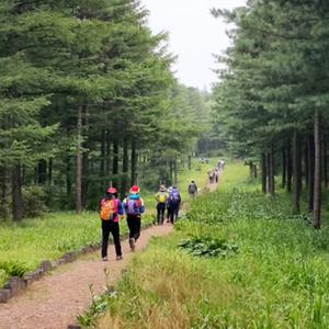 [강원] 대관령 국민의 숲 트래킹(중식포함) 당일