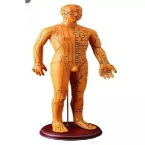 혈자리 인형 인체모형 골격근 해부학 마네킹 교육용 인테리어 교구