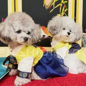 강아지 최진사댁 한복 저고리 1P 애견 명절 한가위옷 애견한가위옷