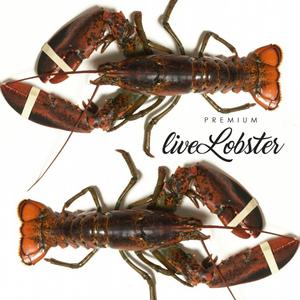 이강크랩 살아있는 활 랍스타 바닷가재 500g 1마리