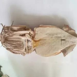 웰빙미래 반건조오징어파품,피데기파지,반건조오징어파지,1kg내외,6~10마리내외,한묶음