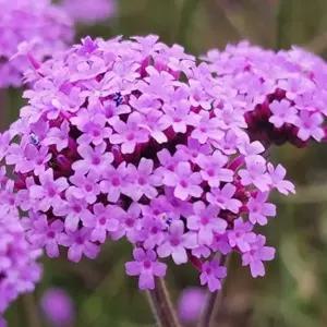 숙근버베나(버들마편초)8개모종포트, 노지월동,보라색꽃,야생화