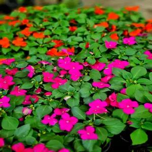 [아트플라워] 임파첸스 행사(10개 보내드립니다) 서양봉선화 봉선화 인테리어 이태리봉숭아