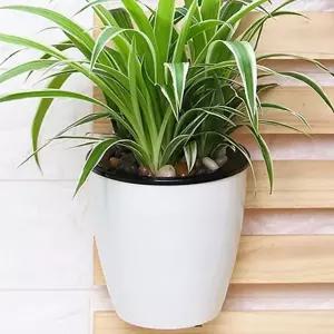 실내정원 자동급수 벽걸이 화분 저면관수 원형화분 (WC1B2F1)
