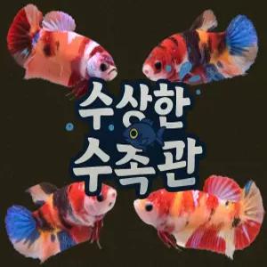 [수상한수족관] [하프문베타 ] 코이 플라캇 암컷 베타 / 1마리 / 랜덤발송