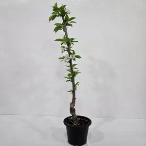 체리나무 화분 라핀 접목1년생