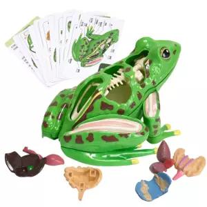 초등 과학 탐구 개구리 장기 조립 해부모형 퍼즐 개구리모형 입체모형 과학교구 체험학습 돌봄교실