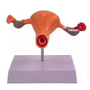 인체 해부모형 여성 생식기 자궁 성교육 교육용 의학 단면 실습용 해부학