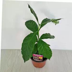 커피나무키우기 커피나무 열매 꽃피우기