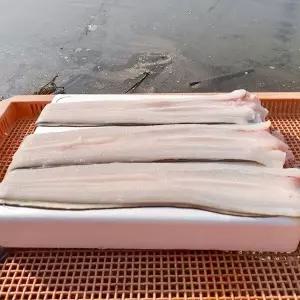 [지투지샵]국내산 바다장어 2-6미 손질후중량 1kg